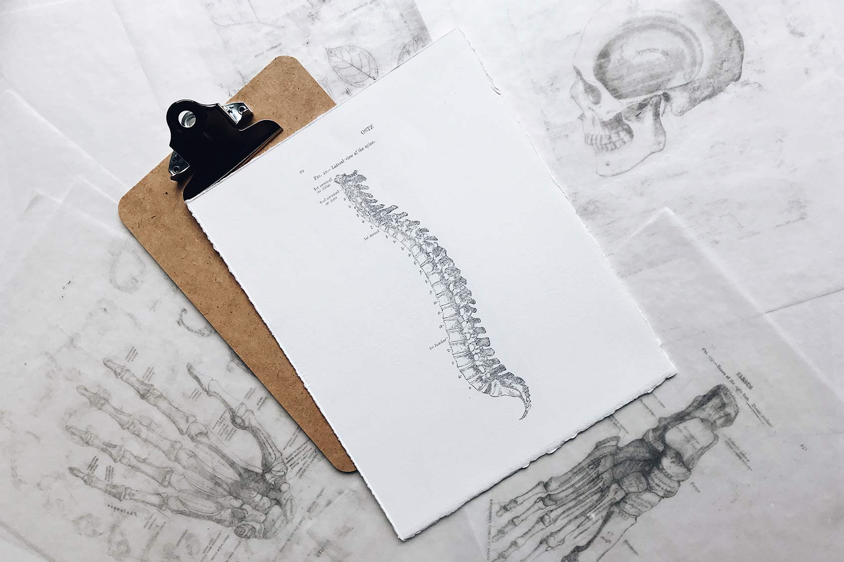 spine sketch for chiropractor clinic