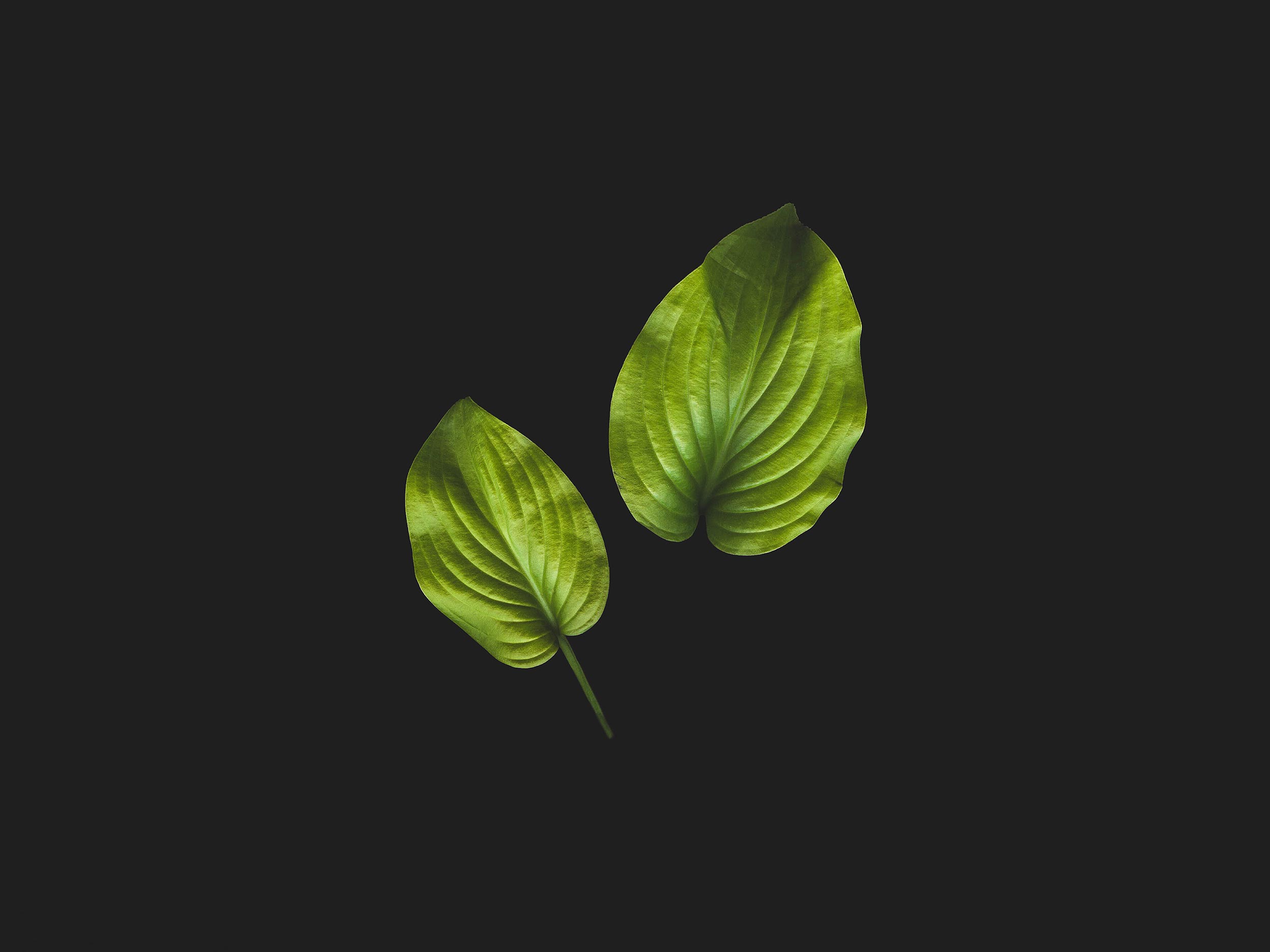 A leaf with a black background.