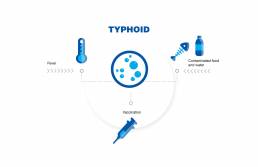 typhoid infographic