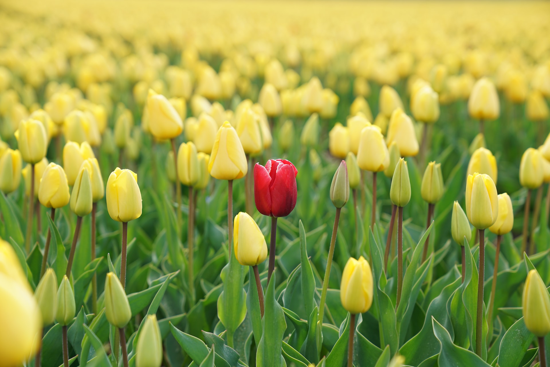 Field of yellow tulips, one red tulip in middle of frame.