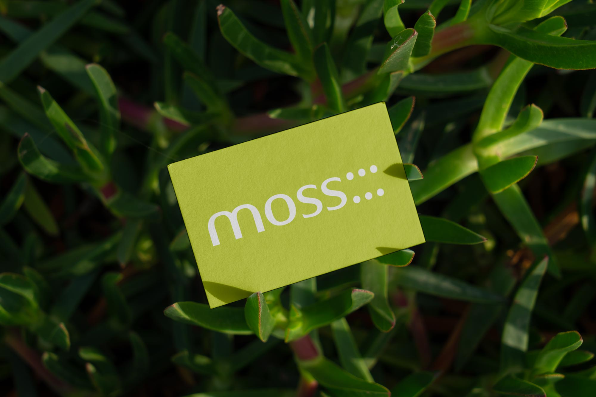 A green business card displaying logo on top of succulent plants.