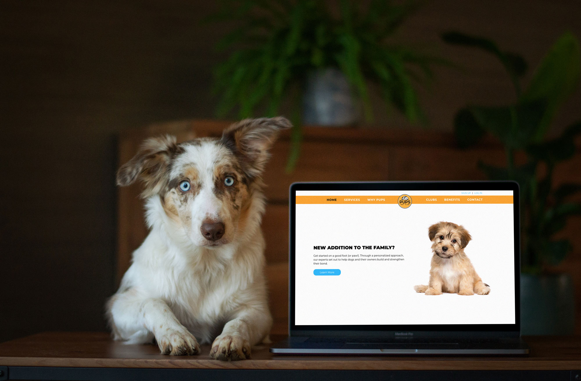 A dog sitting next to a laptop screen displaying a home page for a pet club company.