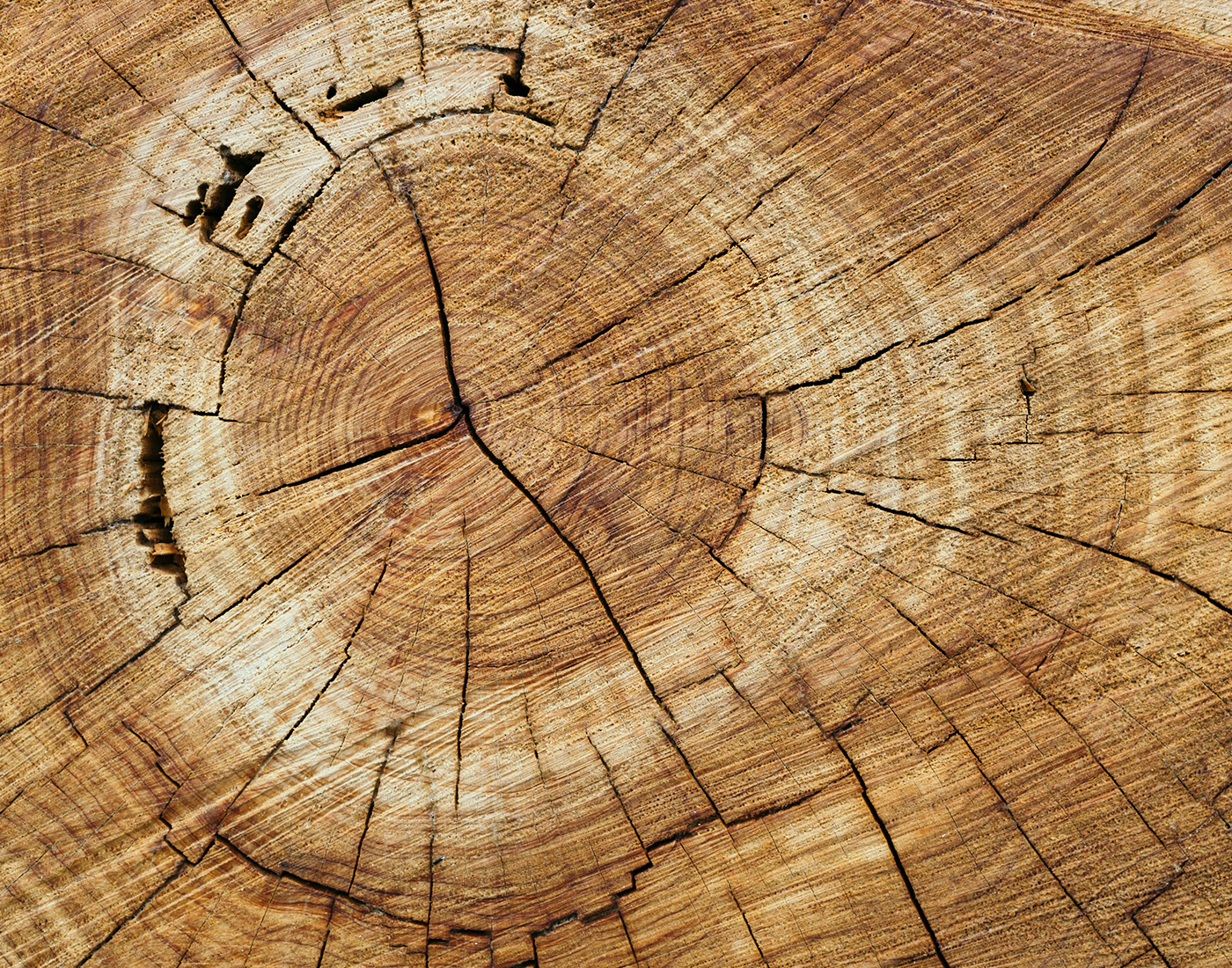 Circular wood rings of a tree.