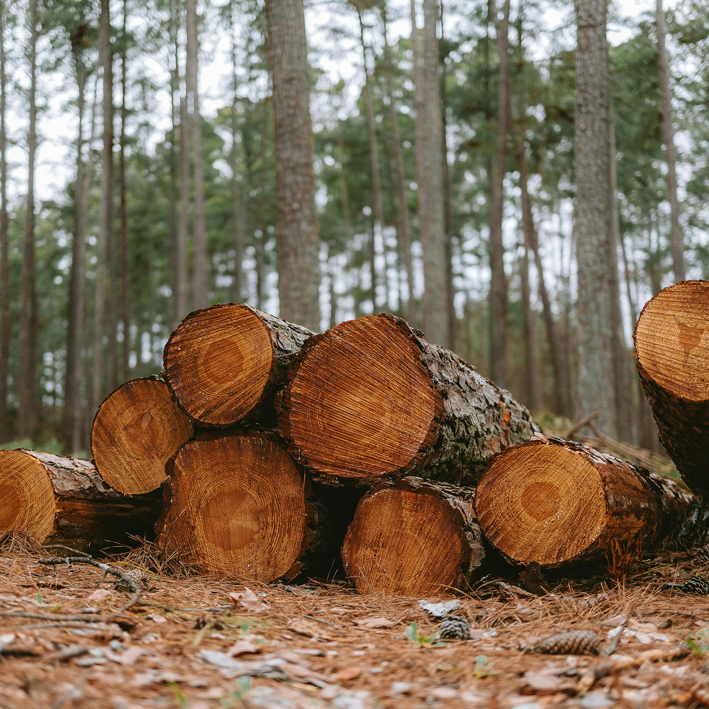 Timber chopped logs on the ground in a forest.